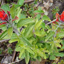 Image of Field Indian-Paintbrush