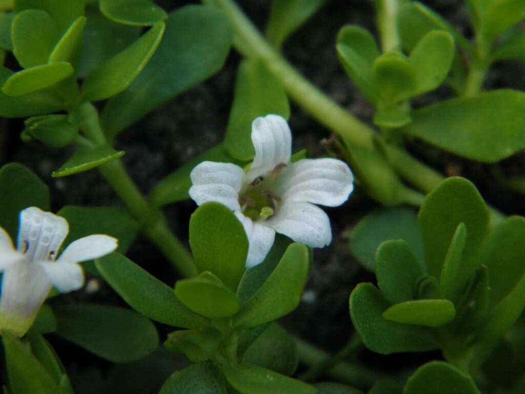 Image of Brahmi