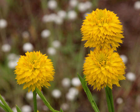 Polygala rugelii Shuttlew. ex A. Gray的圖片