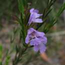 Image of Hemigenia purpurea R. Br.