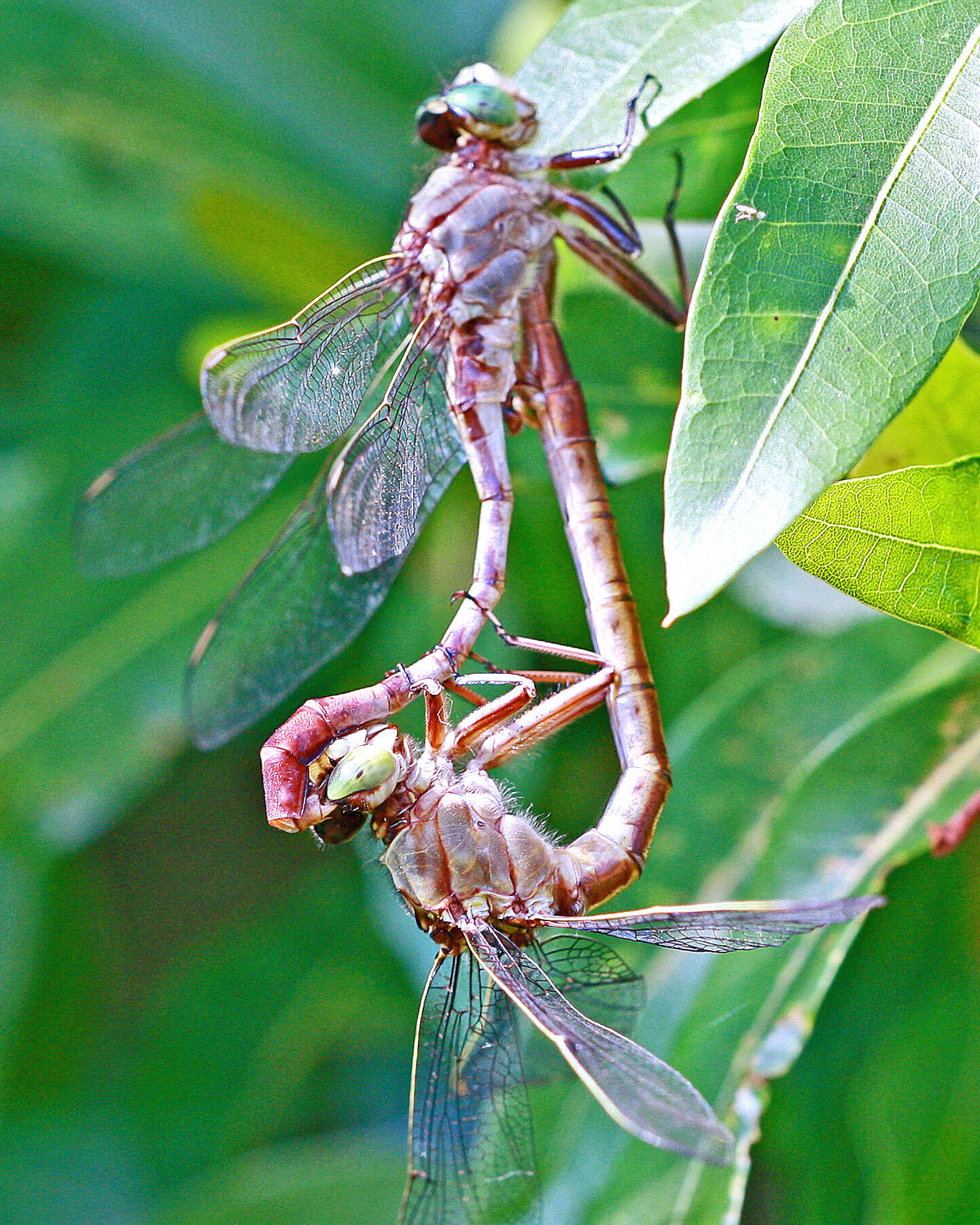 Imagem de Arigomphus pallidus (Rambur 1842)