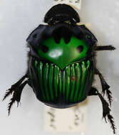 Image of Green Devil Beetle