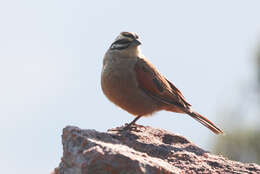 Image of Emberia capensis