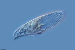 Image of Ciliophora