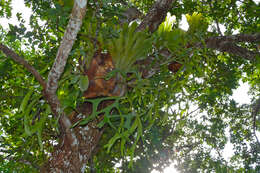 Image of staghorn