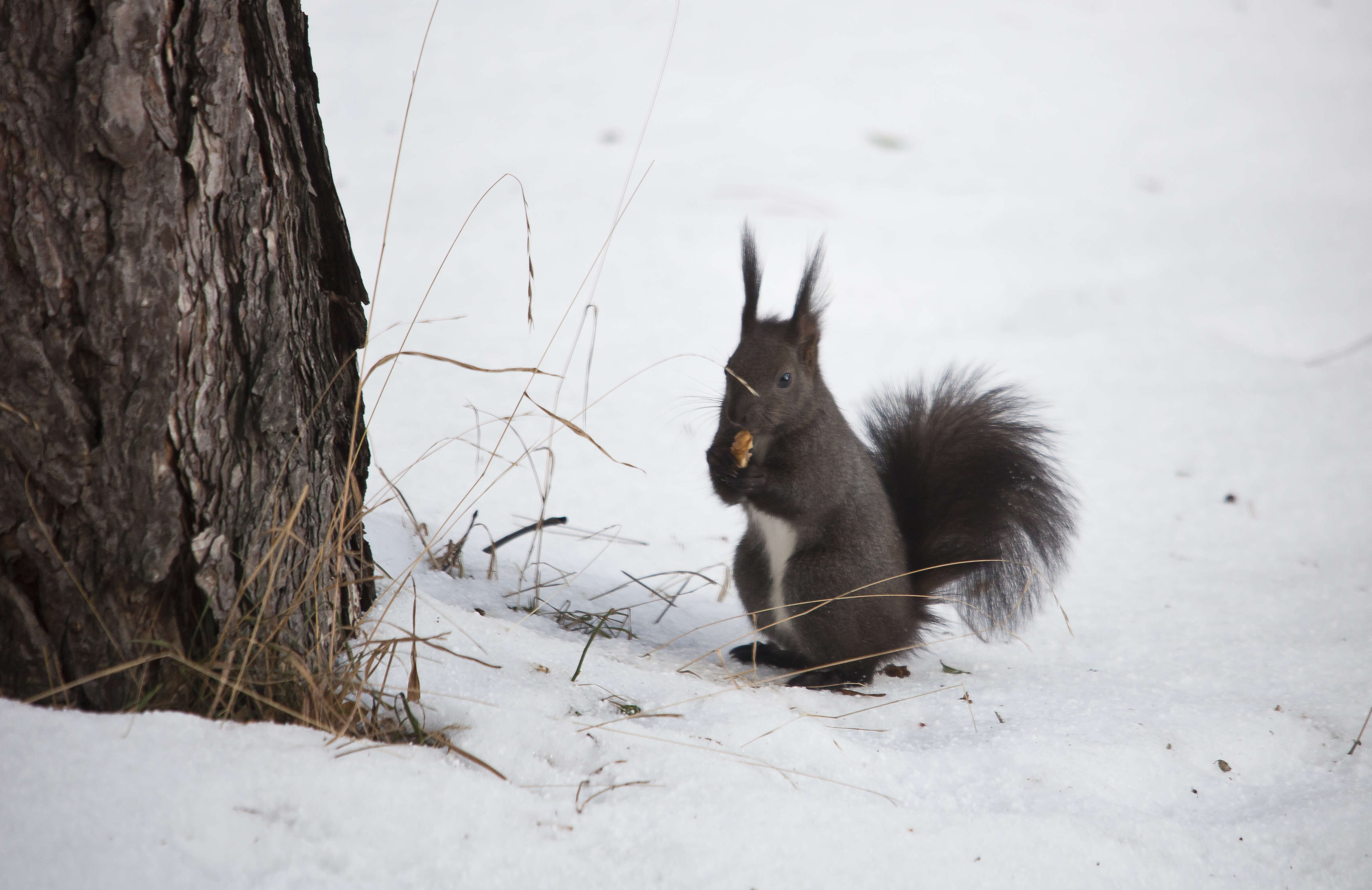 Image of Eurasian red squirrel