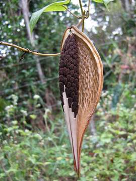 Image of Oxypetalum harleyi (Fontella & Goyder) Farin.