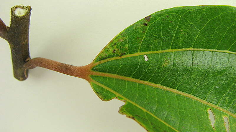 Image of propeller tree family