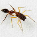 Image of Ant-mimicking Jumping Spider