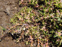 Image of Myriophyllum austropygmaeum A. E. Orchard