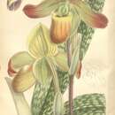 Image of Paphiopedilum mastersianum (Rchb. fil.) Stein