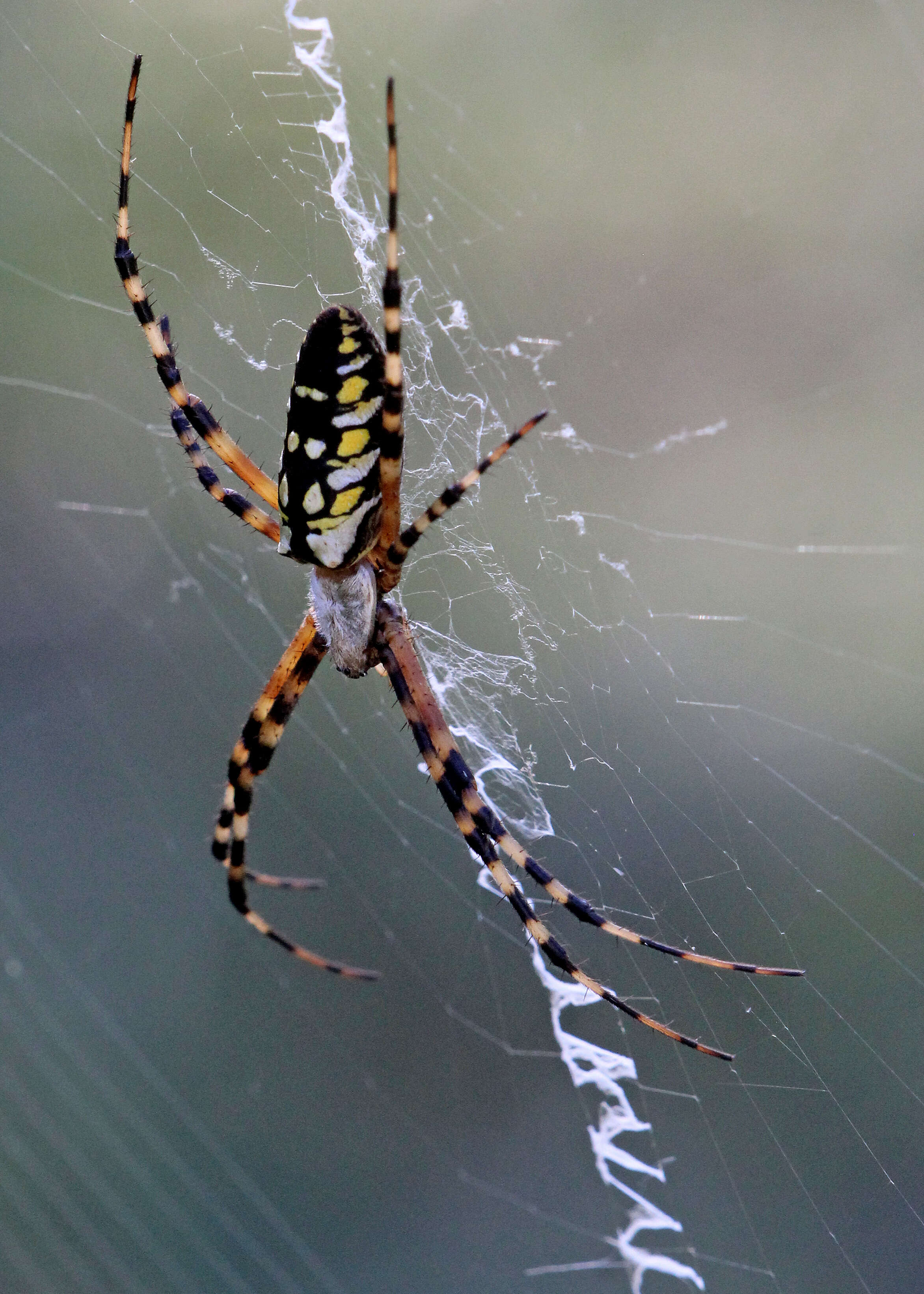 Image of Argiope