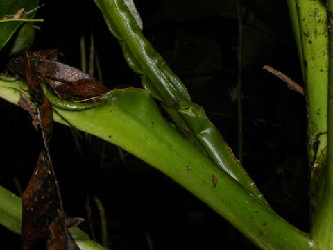 Image of Dieffenbachia aurantiaca Engl.