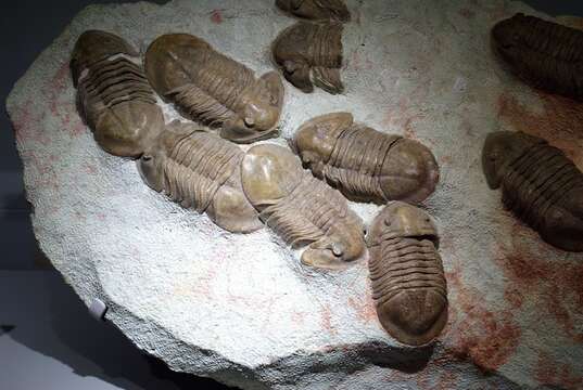 Image of trilobites