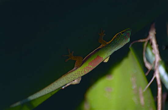 Image of Phelsuma lineata lineata Gray 1842