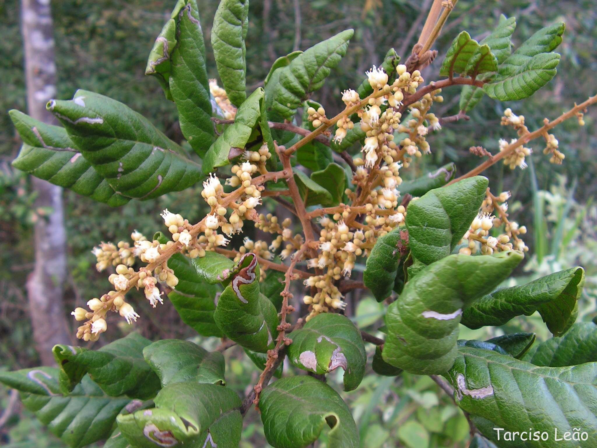 Image of Cupania impressinervia P. Acevedo-Rodriguez