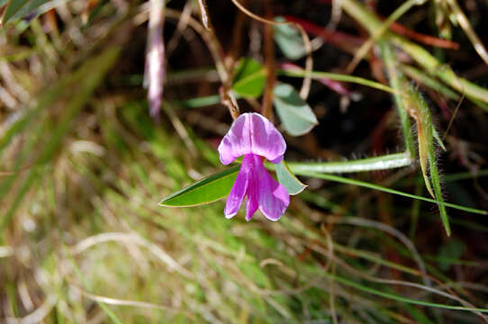 Indigofera dalzellii T. Cooke的圖片