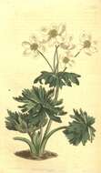 Image of Ranunculaceae