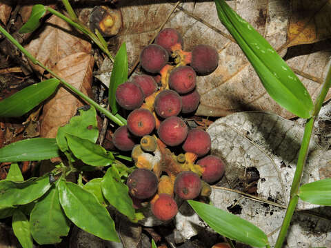 Image of Pubescent Sorocea (tree)