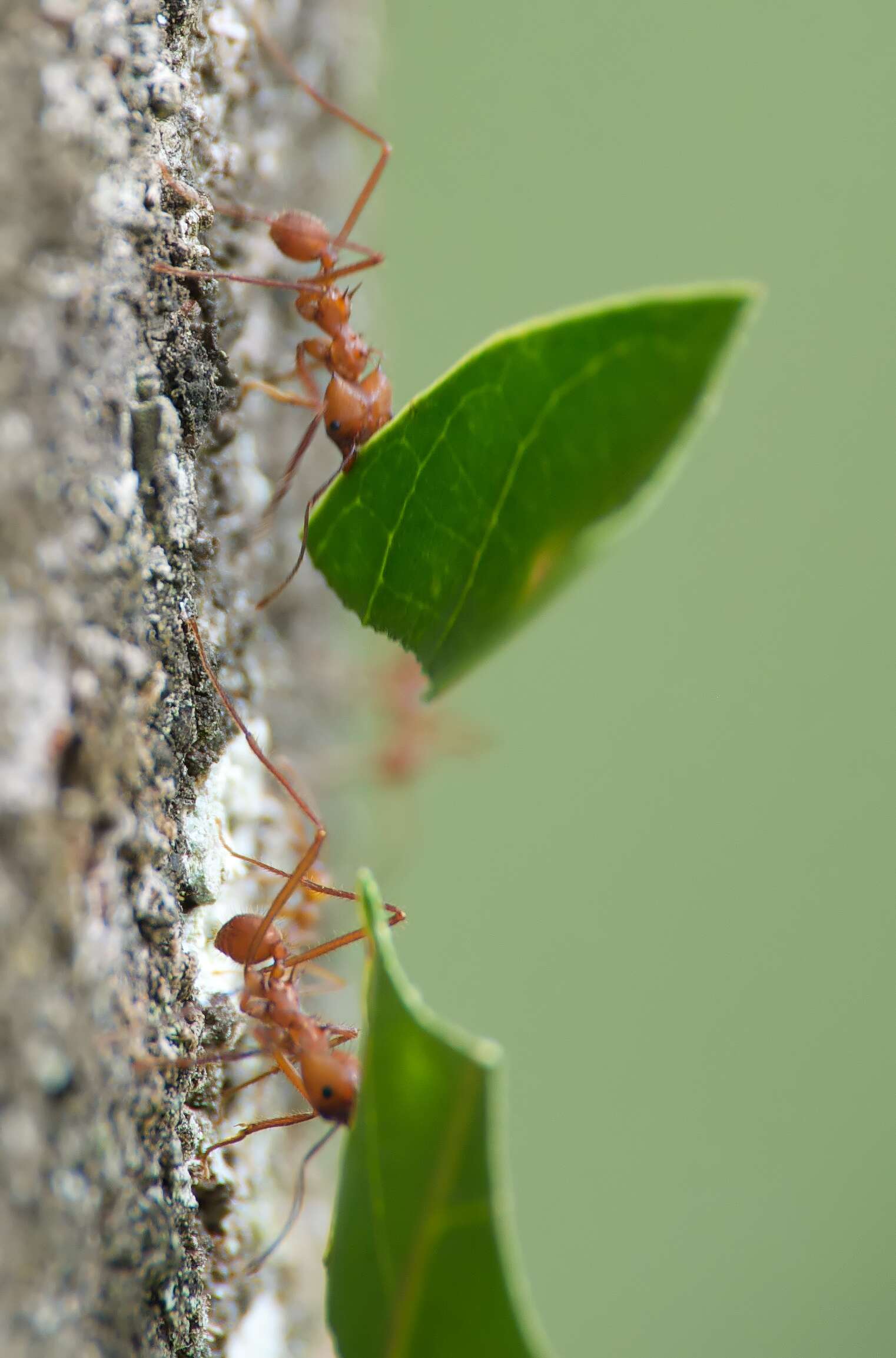 Image of Leaf-cutter ant