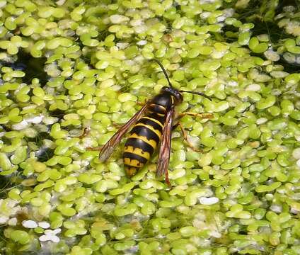 Image of Dolichovespula