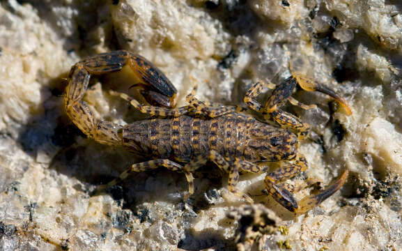 Image of Lychas marmoreus (C. L. Koch 1844)