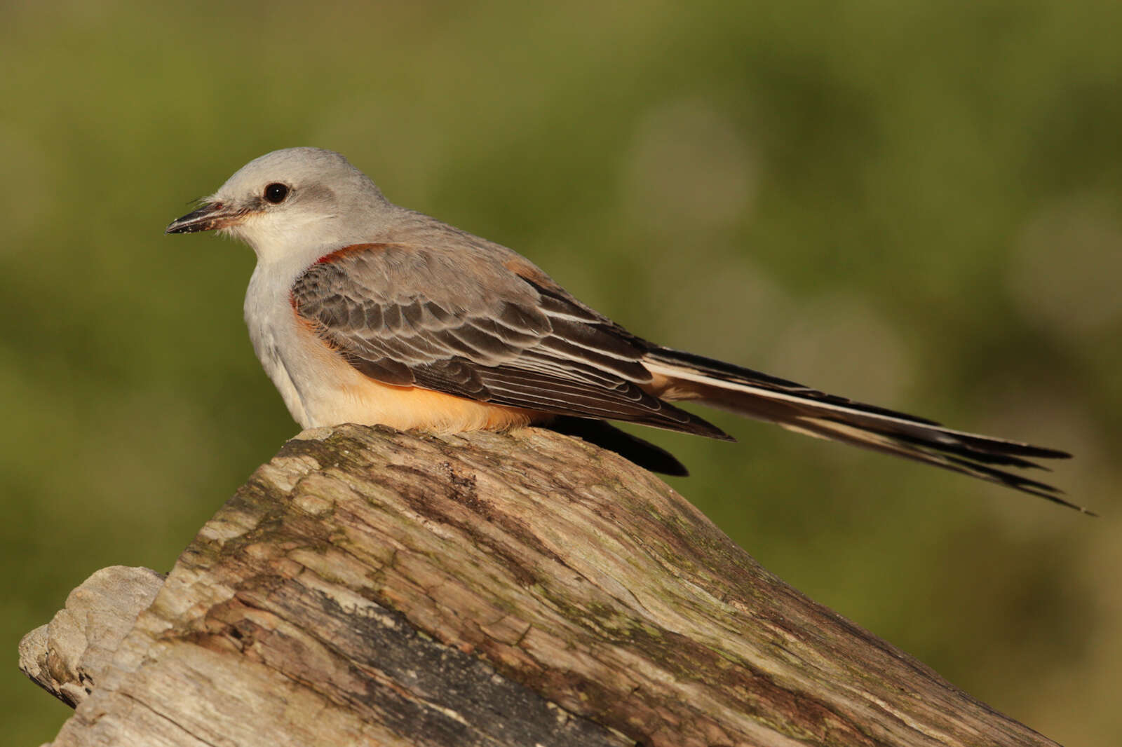 Image of Scissor-tailed Flycatcher