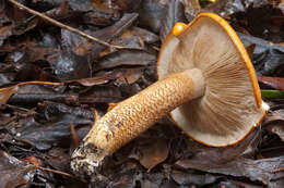 Image de Tricholoma aurantium (Schaeff.) Ricken 1914