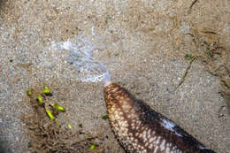 Image of Holothuria subgen. Theelothuria Deichmann 1958