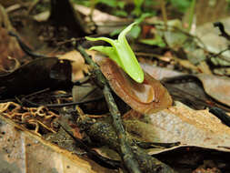 Image of Pseudopiptadenia