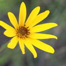 Image of Phoebanthus grandiflorus