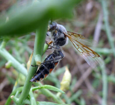 Image of Campsomeriella Betrem 1941