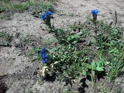 Image of Parry's gentian