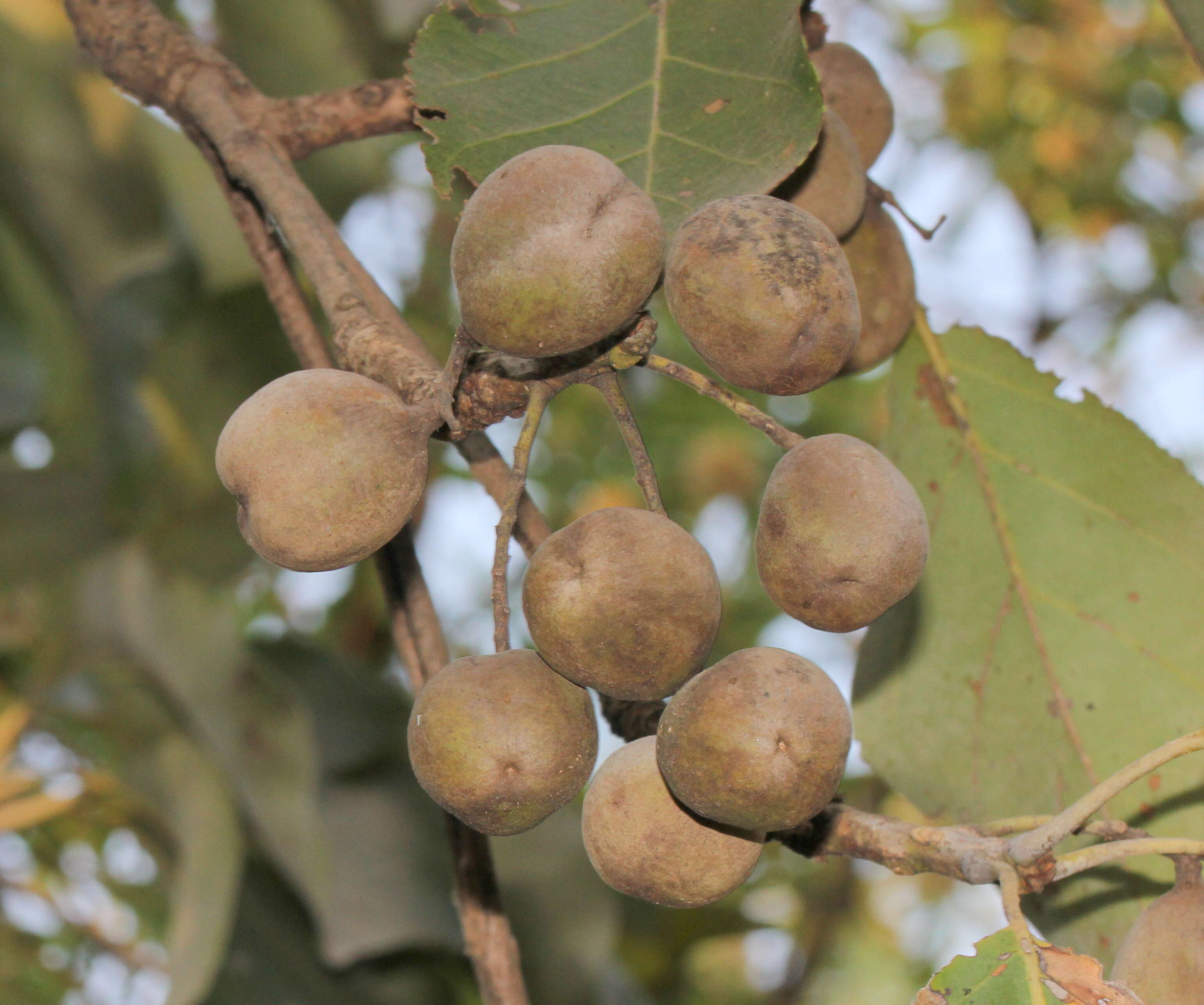 Image de Terminalia bellirica (Gaertn.) Roxb.