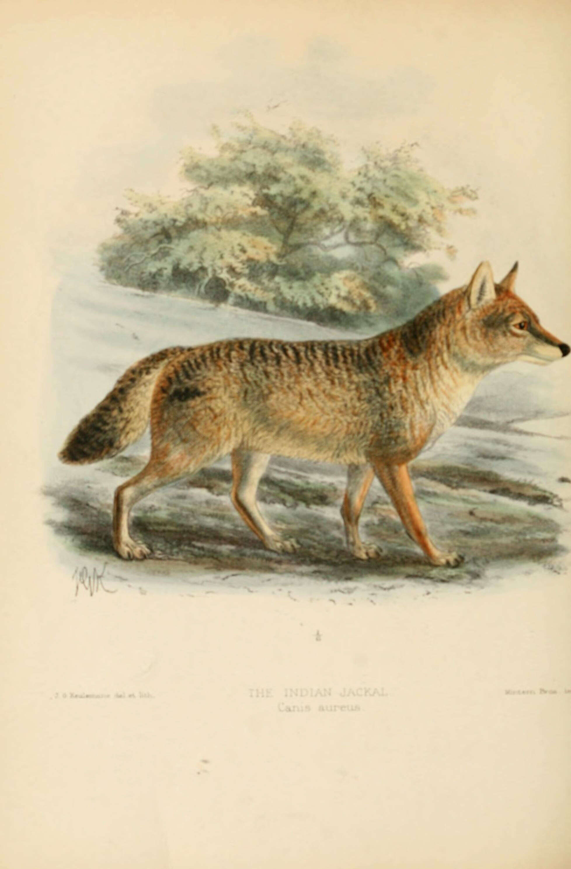 Imagem de Canis Linnaeus 1758