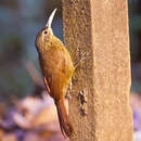 Image of Cocoa Woodcreeper