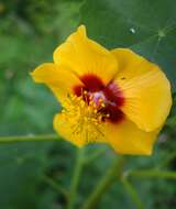 Imagem de Abutilon indicum (L.) Sweet