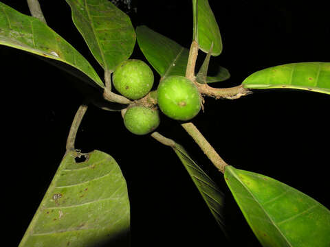 Image of Ficus tonduzii Standl.