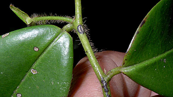 Image of Guatteria macropus Mart.