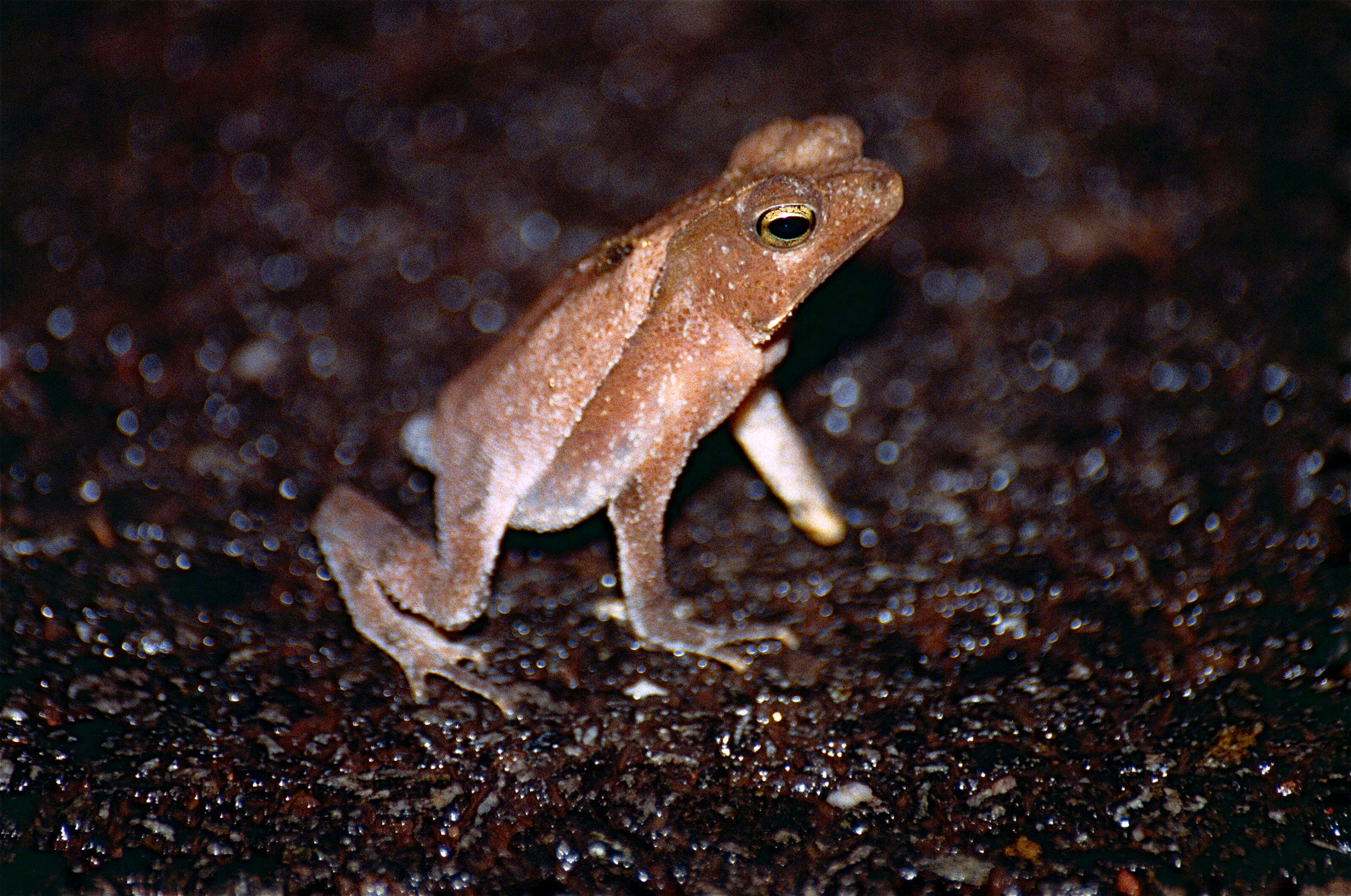 Image of beaked toads