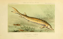 Image of Atlantic Sturgeon