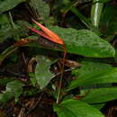 Image of Heliconia acuminata A. Rich.