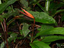 Image of Heliconia acuminata A. Rich.