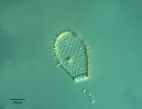 Image of Euglyphidae