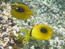 Image of Butterflyfish