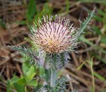 صورة Cirsium horridulum Michx.