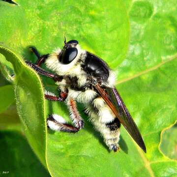 صورة Mallophora bomboides (Wiedemann 1821)