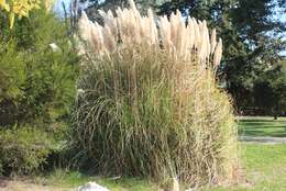 Image of pampas grass