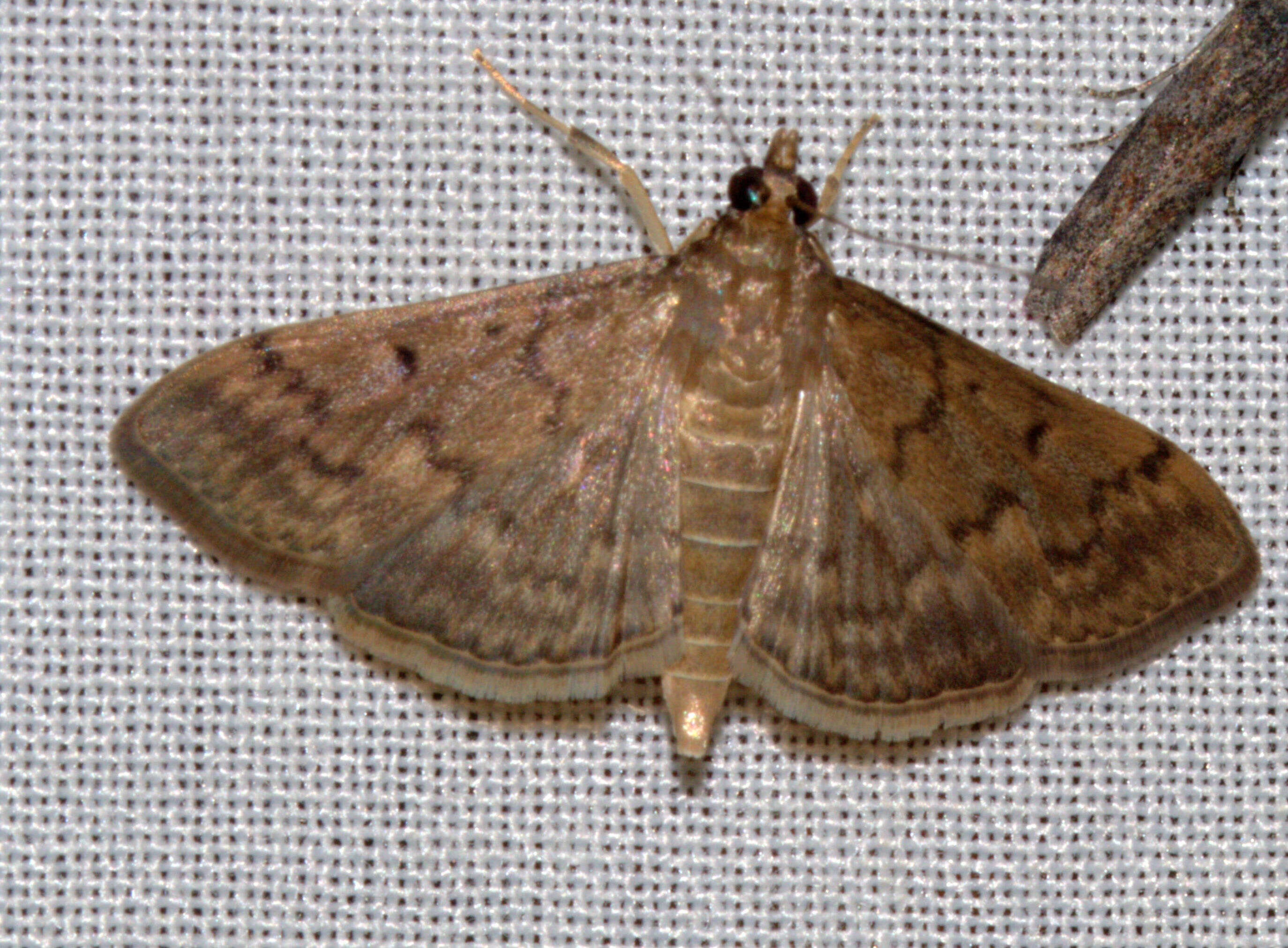 Image de Herpetogramma licarsisalis Walker 1859