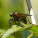 Image of Empis tessellata Fabricius 1794